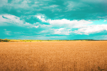 Obraz premium field of golden wheat with aquamarine clouds in the sky