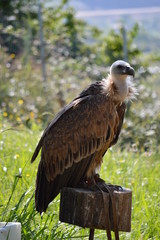 Eared Vulture, Torgor Tracheliotus, In The Natural Park Of Cabarceno Old Mine For Extraction Of Iron. August 25, 2013. Cabarceno, Cantabria. Holidays Nature Street Photography Animals Wildlife
