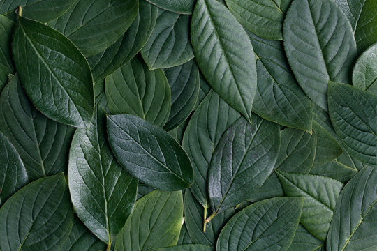 Beautiful green leaves background. Garden leaflet