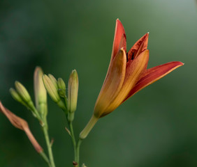lily on green background