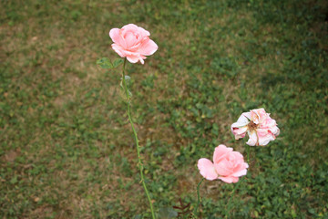 Three pink roses in garden