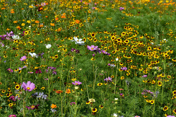 Wildflower Field