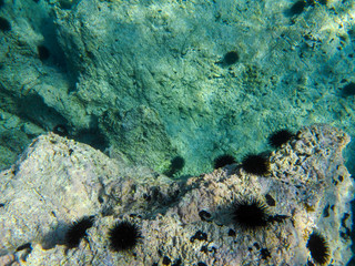 UNDERWATER sea level photo of the Aponissos beach, Agistri island, Saronic Gulf, Attica, Greece.
