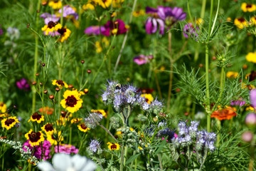 Fototapeta premium Array of Wildflowers