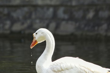 White Swan Swimming