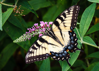 Fototapeta premium Tiger Swallowtail Butterfly