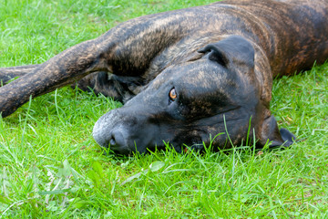 Very tired brown cane corsage dog in the home garden on a sunny day