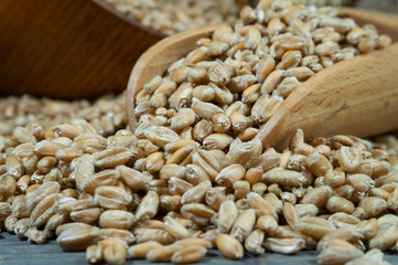 Wheat seeds spilling from wooden scoop