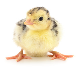 Obraz premium Chicken turkey isolated.