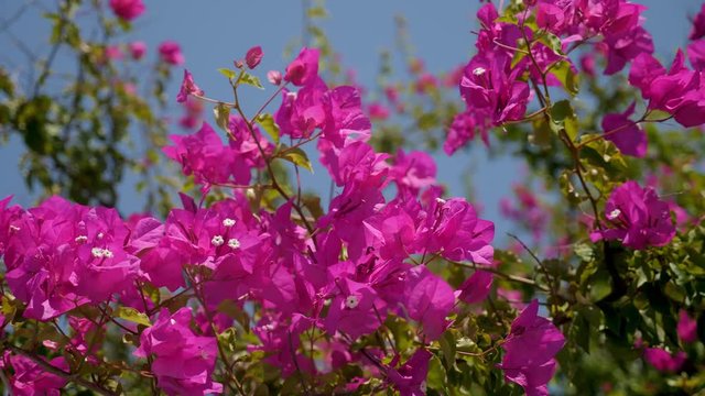 Bush with pink flowers on which the sun shines on a summer day