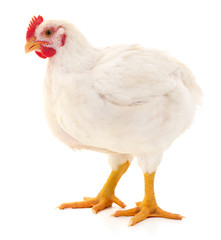 White hen isolated.