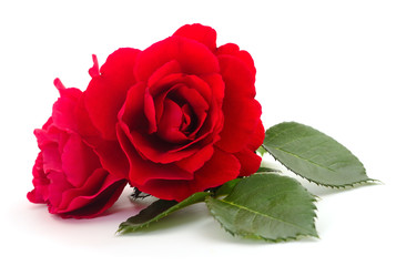 Beautiful red roses.