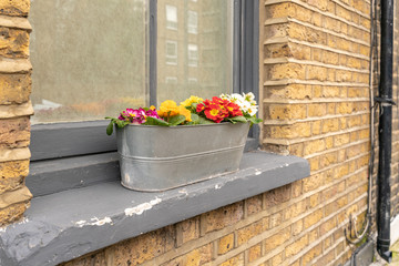 Colourful display of garden flowers arranged in a window box