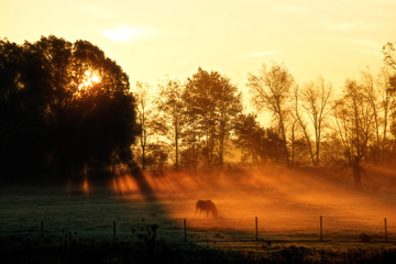 Horse Grazing at Sunrise in the Morning Mist
