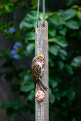 House sparrow (Passer domesticus) perched on a home made garden bird suet feeder with insect in beak