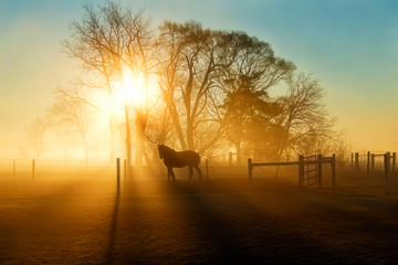 Paard in de mist bij het aanbreken van de dag