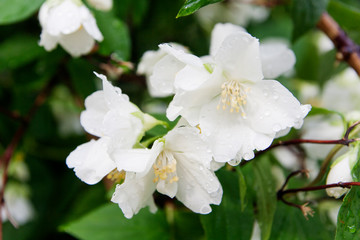 Jasmine flowers with drops of rain on the branches