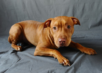 home dog breed-Dachshund posing for the photographer and shows beautiful eyes