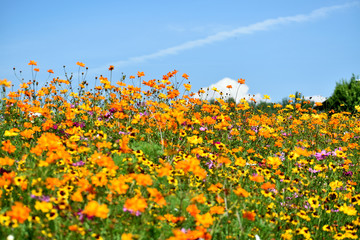 Wildflowers Under A Sunny Blue Sky