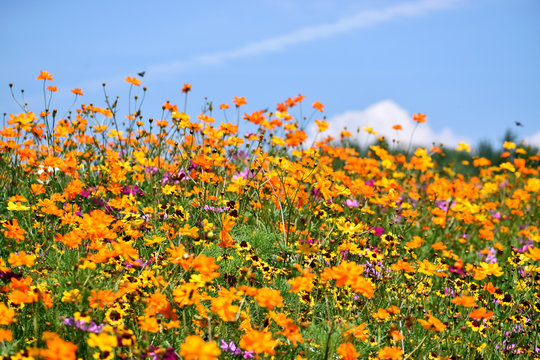 Bees In Flight Around Wildflowers Under A Sunny Blue Sky