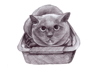 illustration of a pencil British cat in a tray