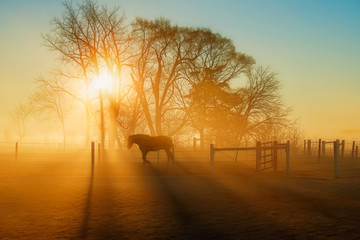 Horse in the Sunlight at Daybreak with Fog - obrazy, fototapety, plakaty