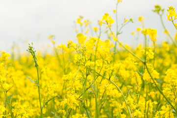flowers of oil in rapeseed field with blue sky and clouds