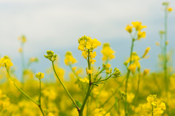 flowers of oil in rapeseed field with blue sky and clouds