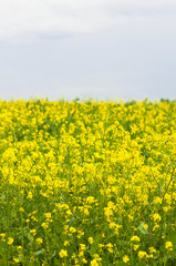 Obraz premium flowers of oil in rapeseed field with blue sky and clouds