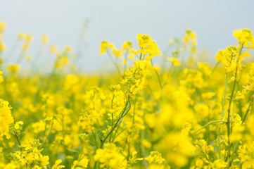 flowers of oil in rapeseed field with blue sky and clouds