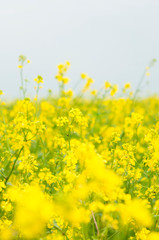 flowers of oil in rapeseed field with blue sky and clouds