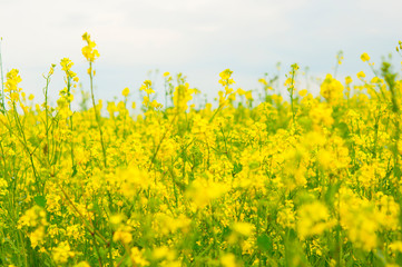 flowers of oil in rapeseed field with blue sky and clouds