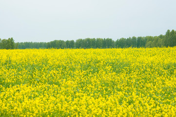 Fototapeta premium flowers of oil in rapeseed field with blue sky and clouds