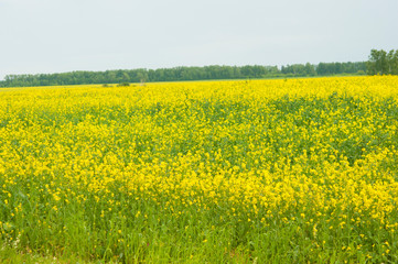 flowers of oil in rapeseed field with blue sky and clouds