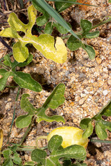 frutos plantas deserticas
