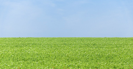 green field and blue sky with clouds