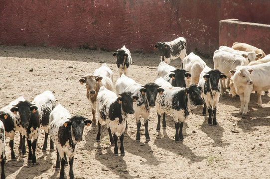 Calves of black berrenda cows separated from mothers to wean