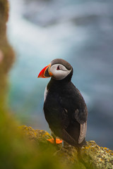 Detailed view of Arctic or Atlantic puffin wild bird sitting on Latrabjarg Cliff, Westfjords, Iceland. Blue ocean water on background. 