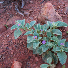Australian desert raisin (Solanum centrale) or so called bush tomatoes are native to the more arid...