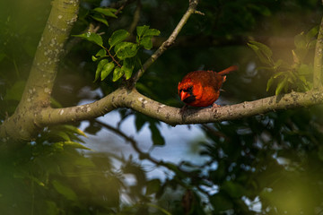 Cardinal on a limb