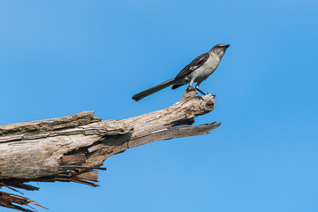 Magpie on a limb