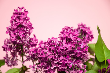 Bright branch of lilac on a pink background. Spring or summer holiday concept