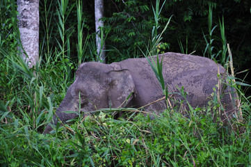 Baby and mother Pygmy Elephants in Borneo rainforest