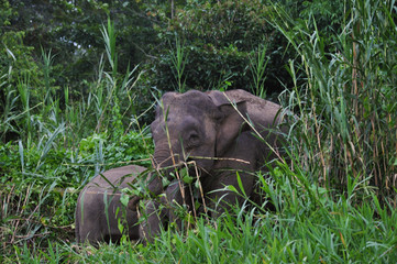 Baby and mother Pygmy Elephants in Borneo rainforest