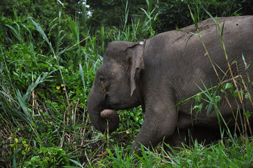 Naklejka premium Adult mother Pygmy Elephants in Borneo rainforest