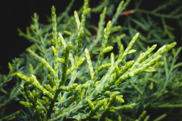 Thuja close up