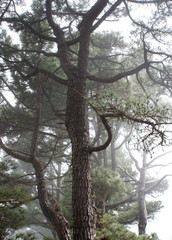 Fototapeta premium pine trees in the mist on the island of el Hierro