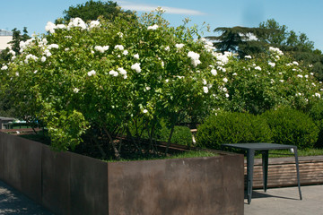 Shrub with white flowers. Flowerbed in the city. Nature in the city.