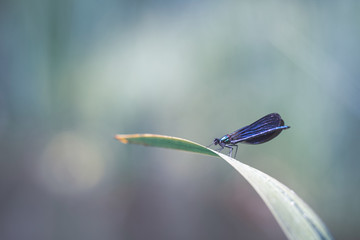 Blue dragonfly Calopteryx splendens