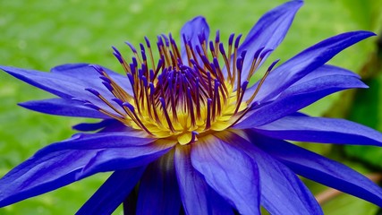 Seerosenbl&uuml;te im Teich 